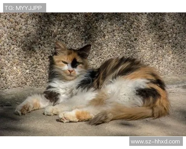 格鲁吉亚与威尔士激战正酣谁将赢得这场精彩对决